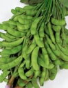 枝豆種子 サカタのタネ 茶豆 夏の声 小袋