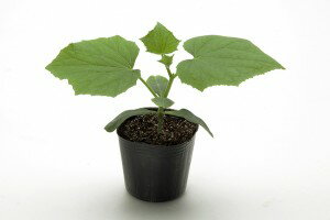 Rakuten - キュウリ台木用種子　カネコ種苗　ネオバトラー　350粒