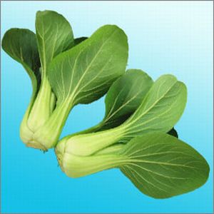 チンゲンサイ種子 渡辺農事 ニイハオ114 コート5000粒