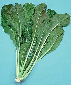 ツケナ種子 　野沢菜種子 　野沢菜　小袋