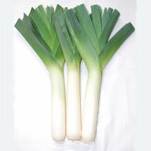 ねぎ種子 渡辺農事 ポトフ・ルフレ コート3000粒