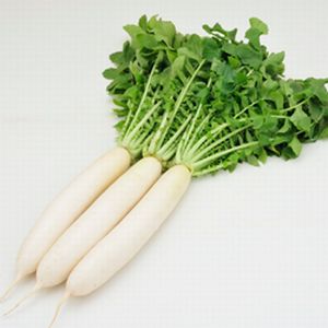 大根種子　渡辺農事　サラホワイト　20ml