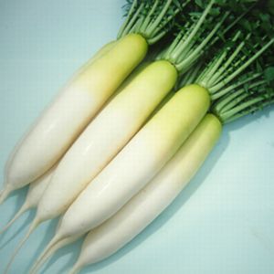 大根種子　渡辺農事　さとみ　2dl