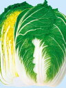 白菜種子 日本農林社 新理想 コート5000粒