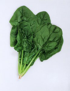 ほうれん草種子　カネコ種苗　サンフレッシュ　M3万粒(4.0)