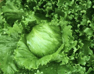 �쥿����ҡ����ͥ����ġ�����Х졼���ڥ�å�5000γ