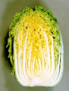 Rakuten - 白菜種子　カネコ種苗　勝黄　ペレット5000粒