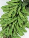 枝豆種子 サカタのタネ サカタ 種 天ヶ峰 1L