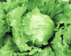 レタス種子　カネコ種苗　テンション　ペレット5000粒