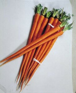 Rakuten - 人参種子　カネコ種苗　T号新国分　20ml