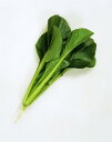 コマツナ種子 カネコ種苗 よかった菜G ペレット5000粒