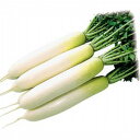 大根種子 渡辺農事 YR秋岬 コート5000粒