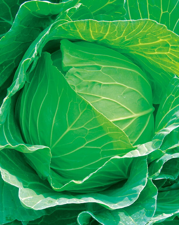 Rakuten - キャベツ種子　日本農林社　YRまつ吉　ペレット5000粒