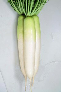 大根種子　カネコ種苗　YR夏みのり　ペレット5000粒