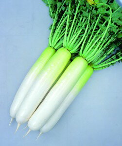 大根種子　カネコ種苗　YR夏大慶 　ペレット5000粒