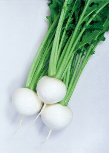 カブ種子　カネコ種苗　ゆきわらし　20ml