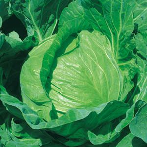 種子（蔬菜） - キャベツ種子　日本農林社　YCR夢いっぽ　キダネ2500粒　販売終了