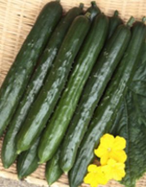 キュウリ種子　サカタのタネ　ずーっととれる　350粒