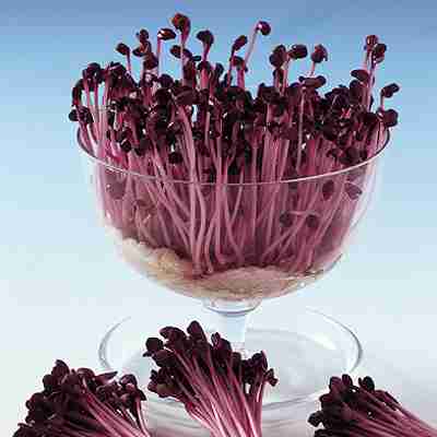 スプラウト種子　 中原採種場　 さんごかいわれ　 1L （サンゴかいわれ大根）