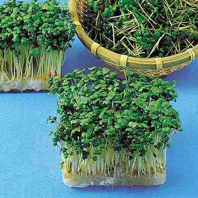 スプラウト種子　 中原採種場　 マスタード　 小袋 （黄がらし菜）のサムネイル