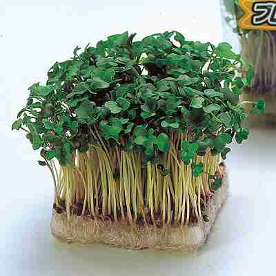 Rakuten - スプラウト種子　 中原採種場　 かいわれブロッコリー　 小袋