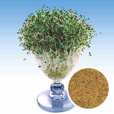 Rakuten - スプラウト種子　 中原採種場　 アルファルファ　 1L