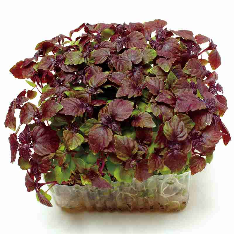 Rakuten - スプラウト種子　 中原採種場　 赤しその芽　 1L