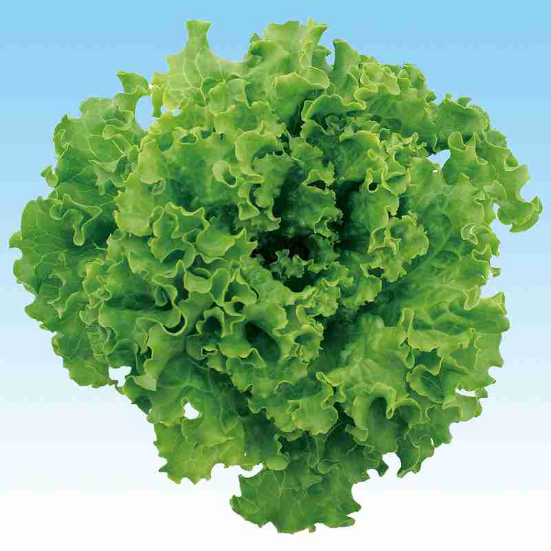 �쥿����ҡ� �渶�μ�졡 ���꡼��Х��ӥ��쥿����L−113�� L������5��γ