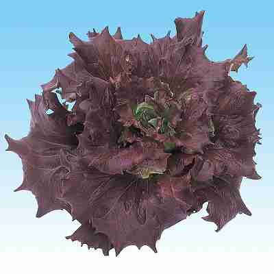 Rakuten - レタス種子　 中原採種場　 レッドバタビアレタス　L−115　 Lコート千粒