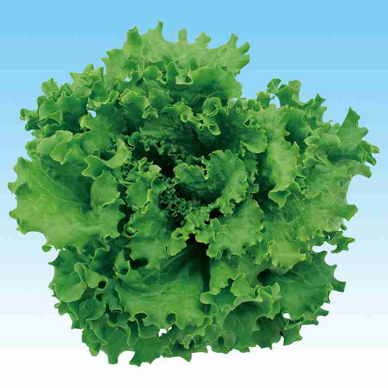 Seeds （Vegetables） - レタス種子　 中原採種場　 グリーンバタビアレタス　L−120　 Lコート5千粒