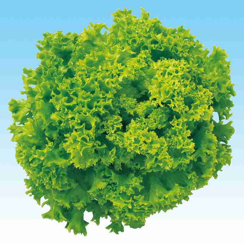 �쥿����ҡ� �渶�μ�졡 ���꡼��꡼�ե쥿��������ϡˡ�L−110�� L������5��γ ������ϡ�