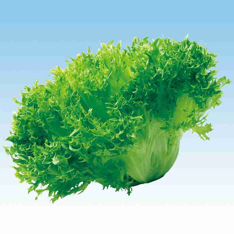 �쥿����ҡ� �渶�μ�졡 �ե��쥿��������ϡˡ�L−124�� L������5��γ