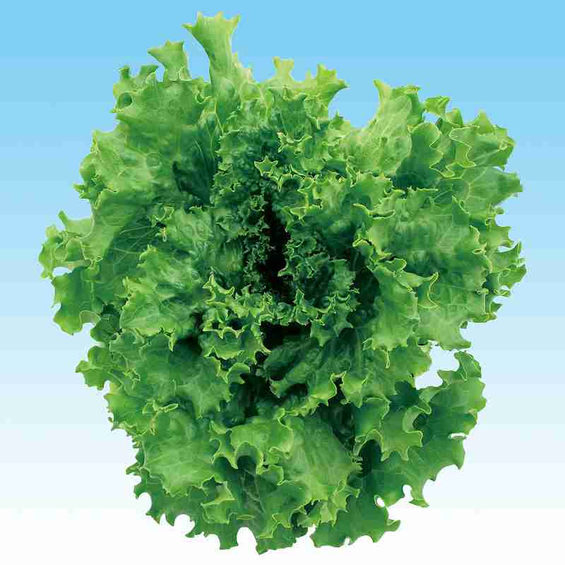 �쥿����ҡ� �渶�μ�졡 ���꡼��꡼�ե쥿��������ϡˡ�L−111�� L��������γ