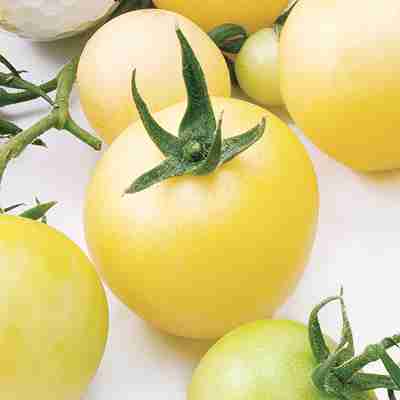 病気に強く、あま?い中玉トマト!! トマト種子　 中原採種場　 TYミディ　アイボリー　 100粒 商品の特長 ●トマト黄化葉巻病（Ty-3a）に対し耐病性のほか、トマトモザイク（Tm-2a）、葉かび病（Cf9）、根腐萎凋病（J3）など複合耐病性を示す、丸型の中玉トマト。●吸肥力が高く、生育旺盛。1花房に8?10果着果する多収型。●下段より多く着果し、果重50g程度のやや大きめサイズで、揃いが良い。●果皮はテリのあるアイボリーで、果肉は硬めで弾力があり、酸味が少ない。●糖度は7〜8度と高く、歯切れの良い食感。 作型表 ※適期表はその地域の栽培の目安としてご利用ください。