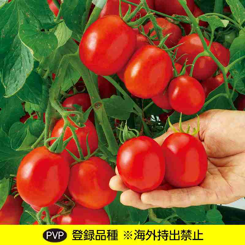 Rakuten - トマト種子　 中原採種場　 すずごま　 100粒