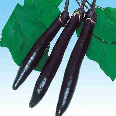 Rakuten - 茄子種子　 中原採種場　 黒びかり博多長　 小袋（50粒）