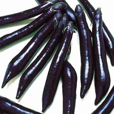 Rakuten - 茄子種子　 中原採種場　 新長崎長　 小袋（60粒）