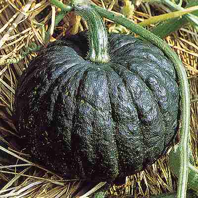 Rakuten - 南瓜種子　 中原採種場　 新土佐　 2dl（約350粒）