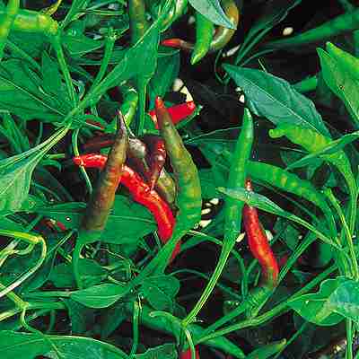 Rakuten - ピーマン・シシトウ・トーガラシ種子　 中原採種場　 細八房　 小袋（50粒）