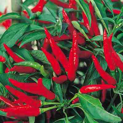 Rakuten - ピーマン・シシトウ・トーガラシ種子　 中原採種場　 やまと紅M型　 小袋（40粒）