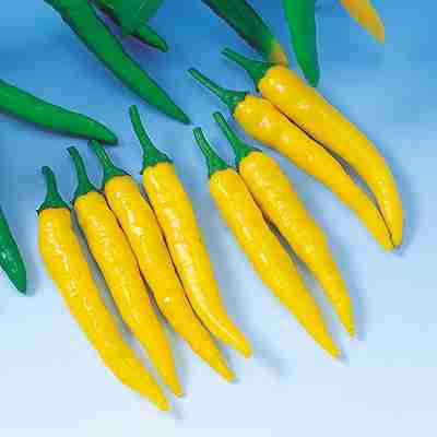 ピーマン・シシトウ・トーガラシ種子　 中原採種場　 黄とうがらし　 1000粒