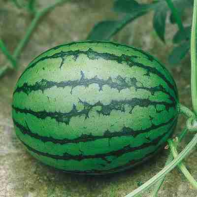 西瓜種子　 中原採種場　 姫山笠H　 小袋（10粒）