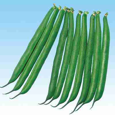 インゲン 豆類種子　 中原採種場　 ドーバー　 1dl