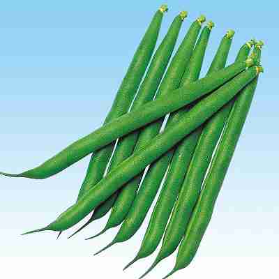 インゲン 豆類種子　 中原採種場　 ポーター　 1dl
