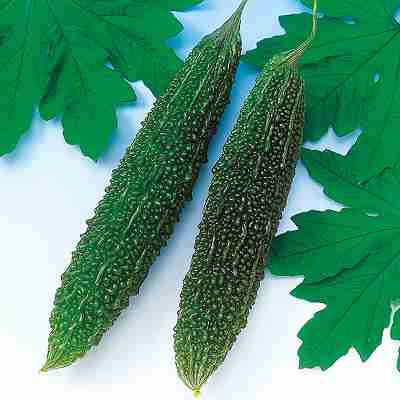 苦瓜種子　 中原採種場　 沖縄長れいし　 小袋（15粒）