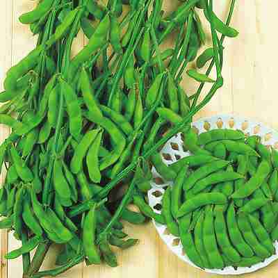 Rakuten - 豆類種子　 中原採種場　 ゆきみどり　 1L