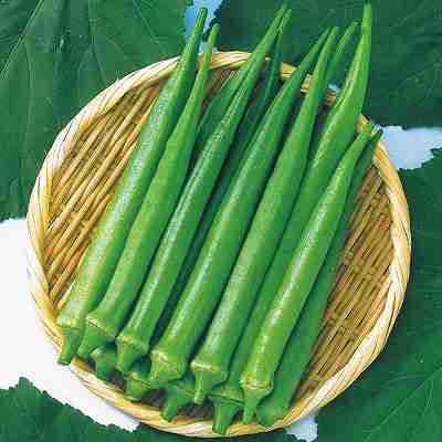 Rakuten - オクラ種子　 中原採種場　 エメラルド　 20ml（約240粒）