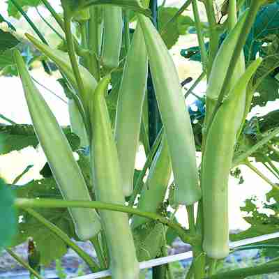 オクラ種子　 中原採種場　 ホワイト丸莢　 20ml（約220粒）