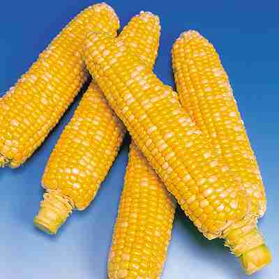 あま?い二色とうもろこし！！ バンタム種子　 中原採種場　 バーベキュー　 1dl 商品の特長 ●大型穂に黄色と白色粒が約3：1の割合で混じるバイカラーコーン。●熟期は中早生、85日内外で収穫となる。（絹糸抽出後25?30日が目安）●初期成...