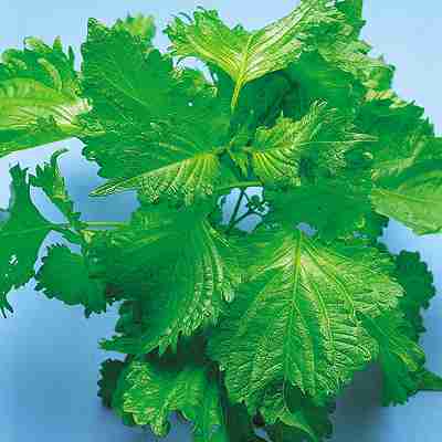 ������ҡ� �渶�μ�졡 �Ľ��ˤ����� 20ml